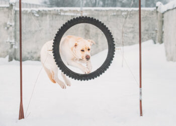 ທຸລະກິດໂດດດ່ຽວ