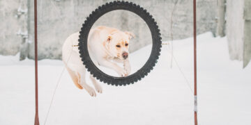 ທຸລະກິດໂດດດ່ຽວ